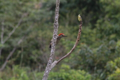 Melanerpes aurifrons