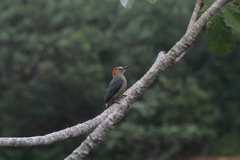 Melanerpes aurifrons