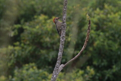 Melanerpes aurifrons
