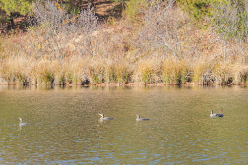 Double-crested Cormorant