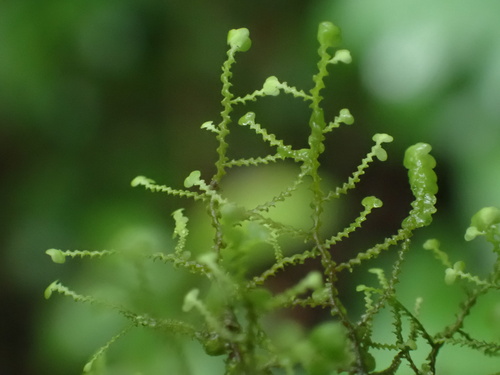 Radula javanica observed 2025-11-20