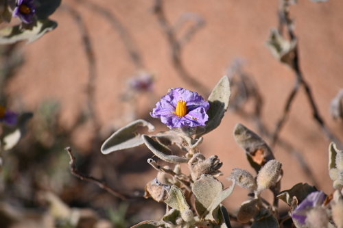 flannel bush (Solanum lasiophyllum)