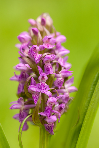 Early Marsh-orchid