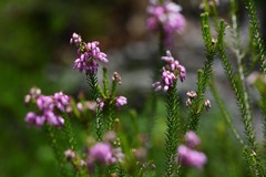 Erica terminalis