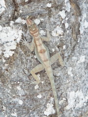 Anolis lucius
