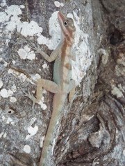 Anolis lucius