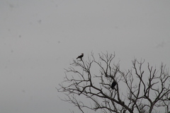 Caracara plancus