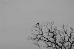 Caracara plancus