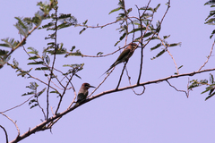 Merops superciliosus