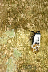 Penthicodes farinosus