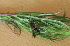 Paranthrene tabaniformis