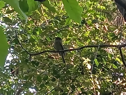 Western Flycatcher (Empidonax difficilis)