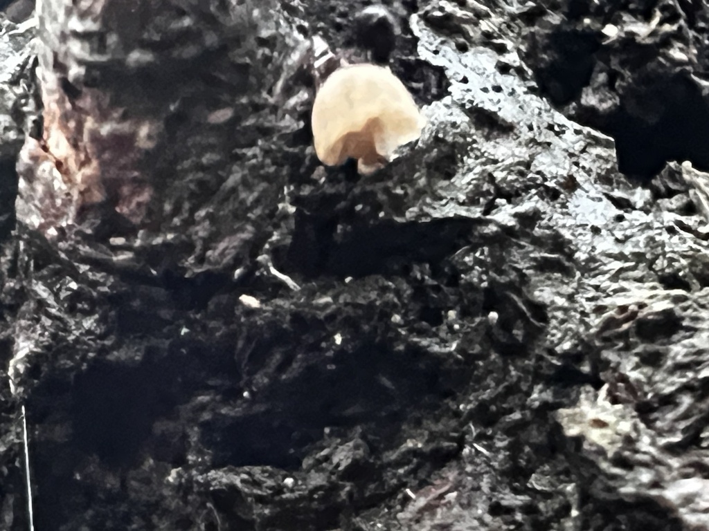Mycena corticola · December 2025 · photo: © imasongster (iNaturalist, cc-by)