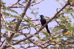 Cinnyris erythrocercus