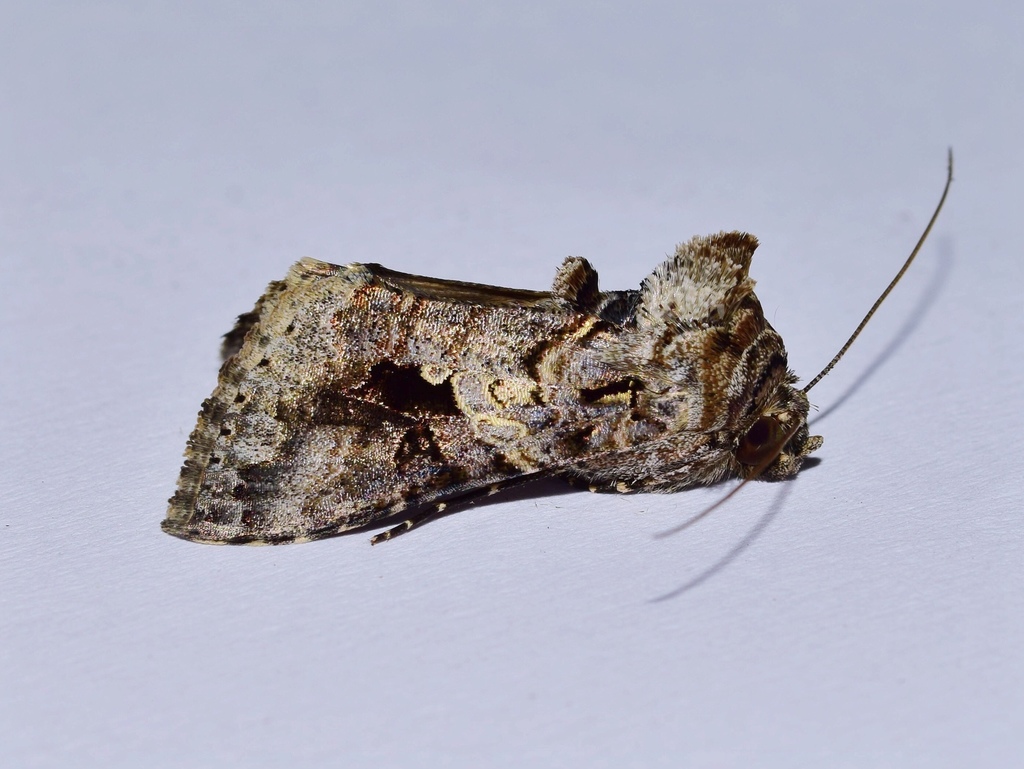 Ctenoplusia furcifera