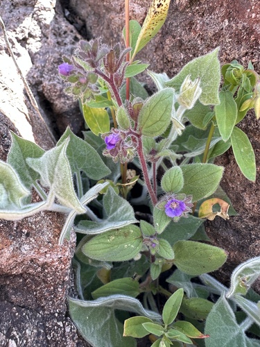 Mariposa phacelia (Phacelia vallicola)