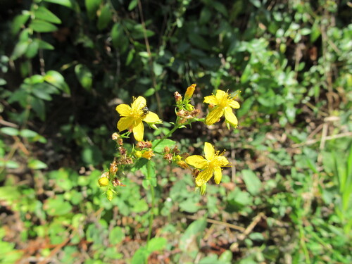 Hypericum undulatum (Hypericum undulatum)