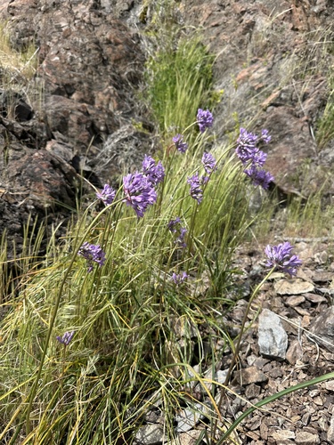 Round-Tooth Ookow (Dichelostemma multiflorum)