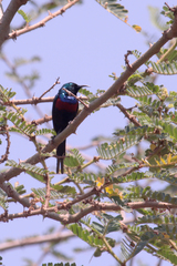 Cinnyris erythrocercus