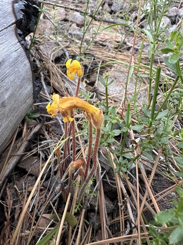 Galium broomrape (Aphyllon epigalium)