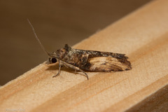 Harmologa scoliastis