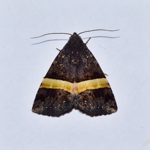 Pale barred ozarba