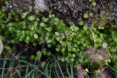 Mentha requienii