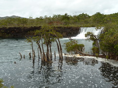 Retrophyllum minus