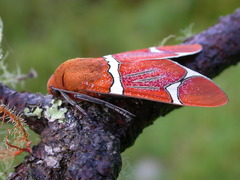 Westindia haxairei