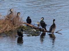 Phalacrocorax carbo