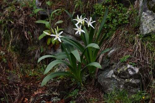 Illyrian Star Lily (Pancratium illyricum)