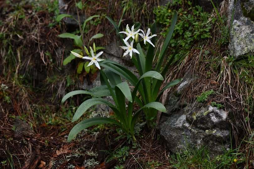 Illyrian Star Lily (Pancratium illyricum)
