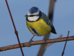 Cyanistes caeruleus