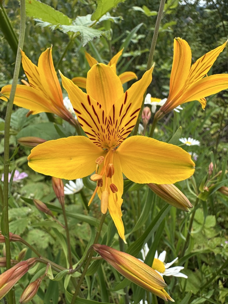 Peruvian Lily