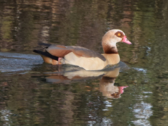 Alopochen aegyptiaca