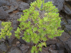 Brongniart's Honey-myrtle (Melaleuca brongniartii)