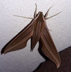 Xylophanes cthulhu