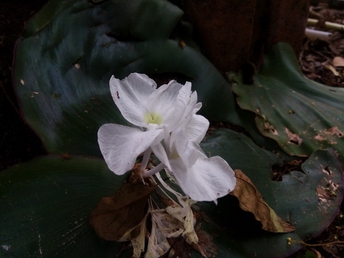 Khorat Kaempferia (Kaempferia koratensis)