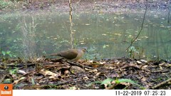 Leptotila plumbeiceps