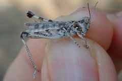 Dociostaurus genei genei