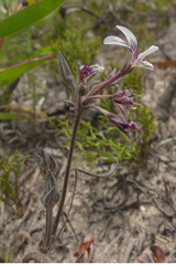 Pelargonium caledonicum