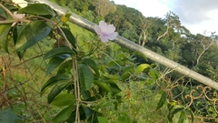 Mansoa alliacea