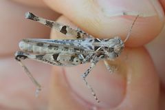 Dociostaurus genei genei