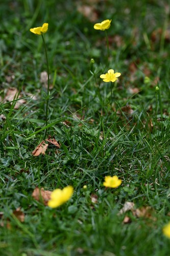 Clethraphilus-ranonkel (Ranunculus clethraphilus)
