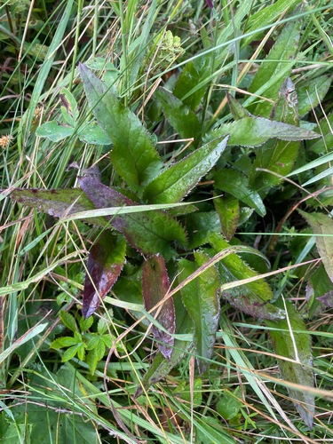 New England ragwort (Packera schweinitziana)