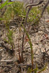 Pelargonium caledonicum