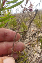 Pelargonium caledonicum