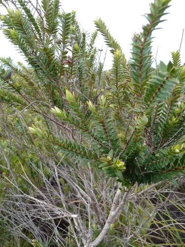 Metrosideros operculata (Metrosideros operculata)