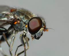 Helophilus hochstetteri