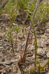 Pelargonium caledonicum